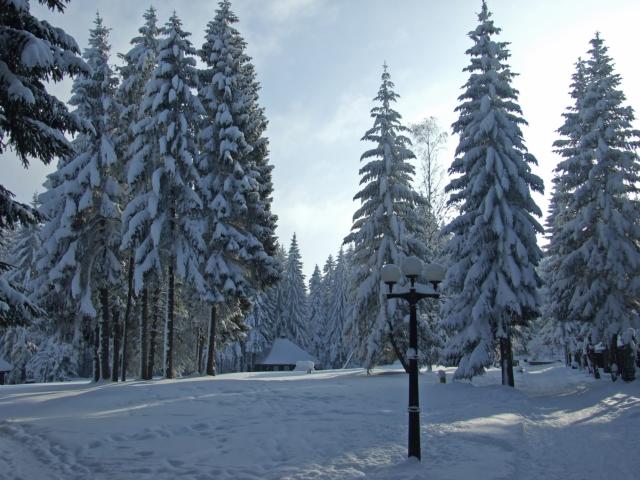 Mitrovac mountain Tara
